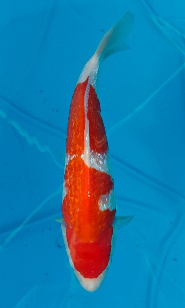 Koi picture
