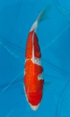 Koi