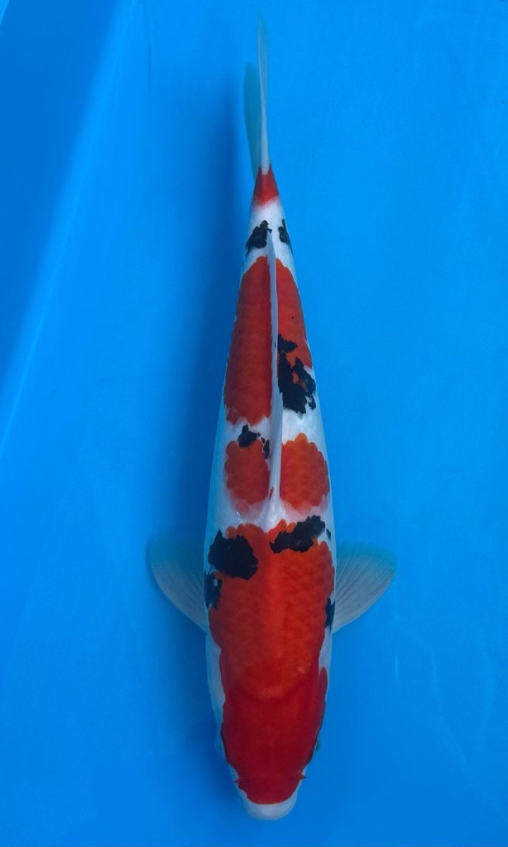 Koi picture