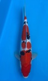 Koi