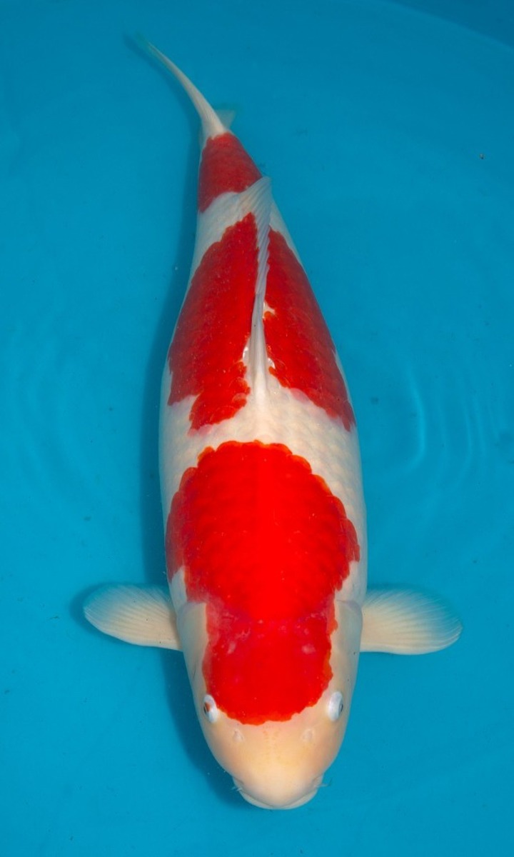 Koi picture