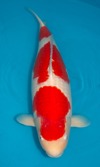 Koi