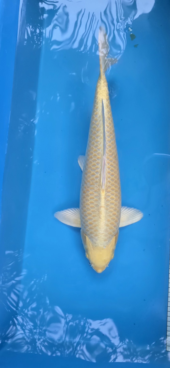 Koi picture