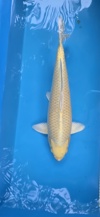 Koi