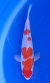 Koi