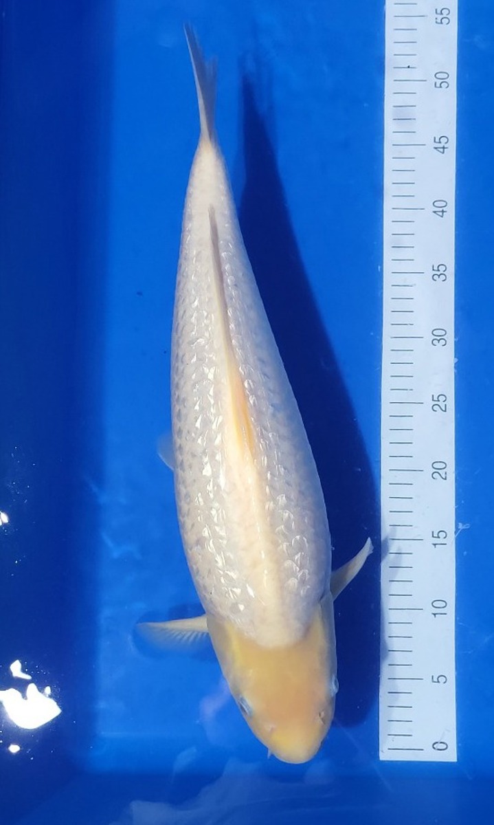 Koi picture