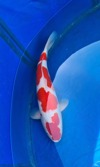 Koi