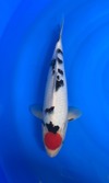 Koi