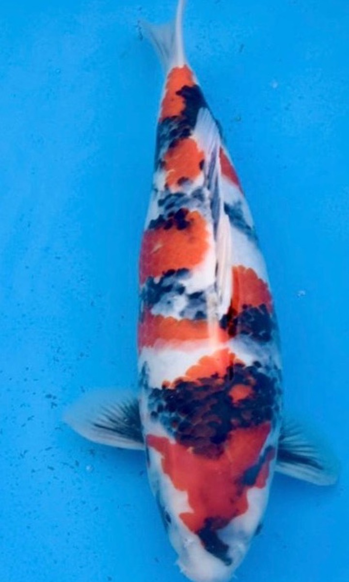 Koi picture