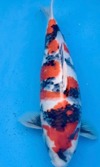 Koi