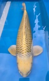 Koi