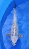 Koi