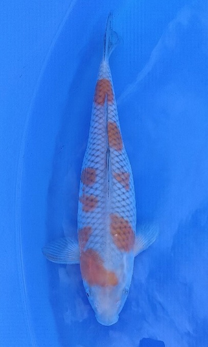 Koi picture