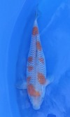 Koi