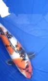 Koi