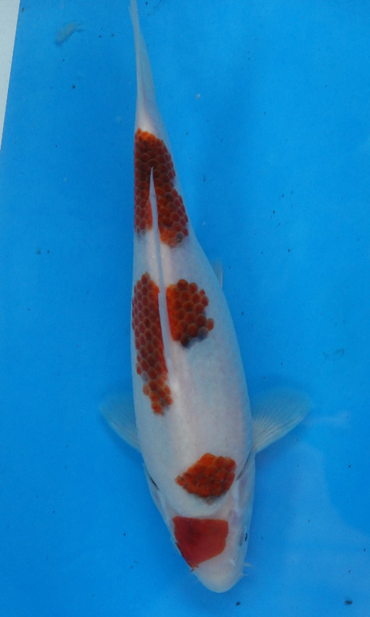 Koi picture