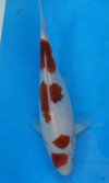 Koi