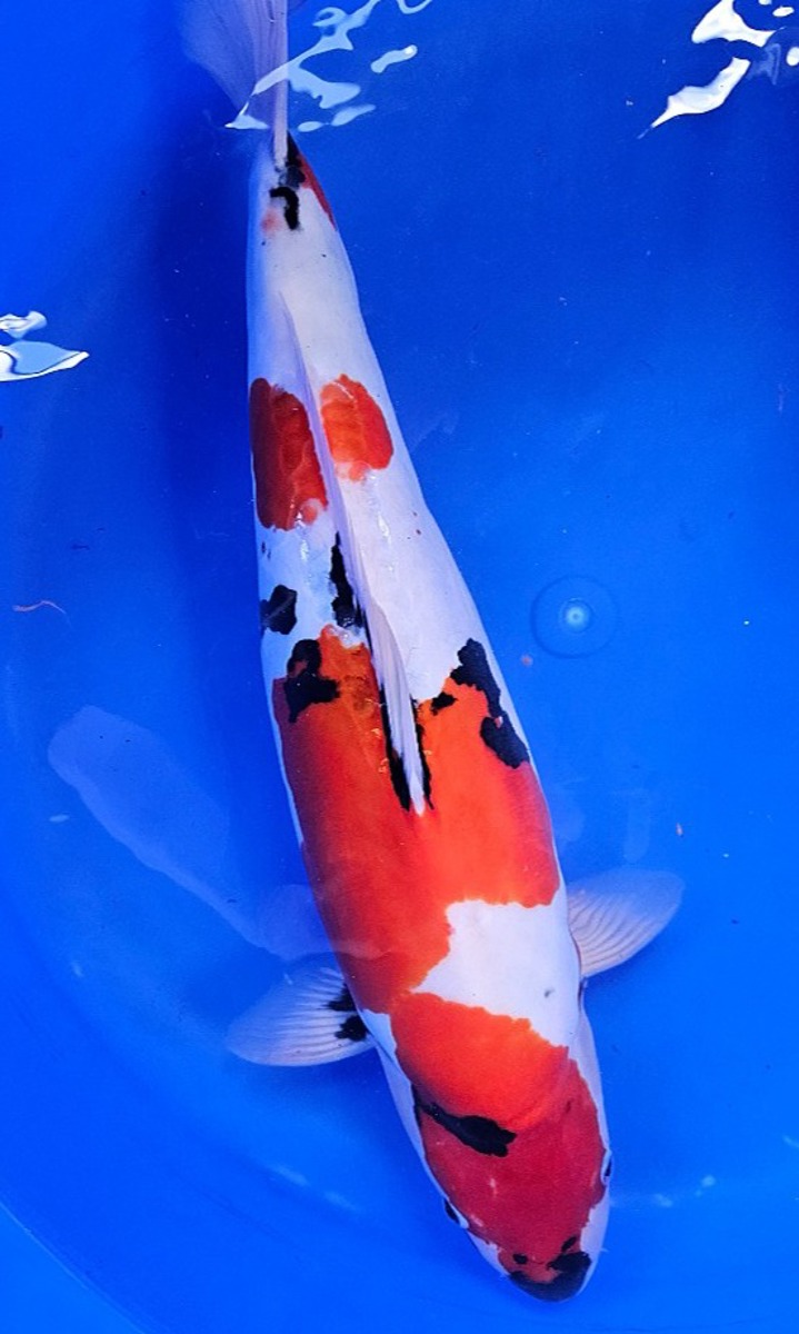 Koi picture