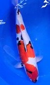 Koi