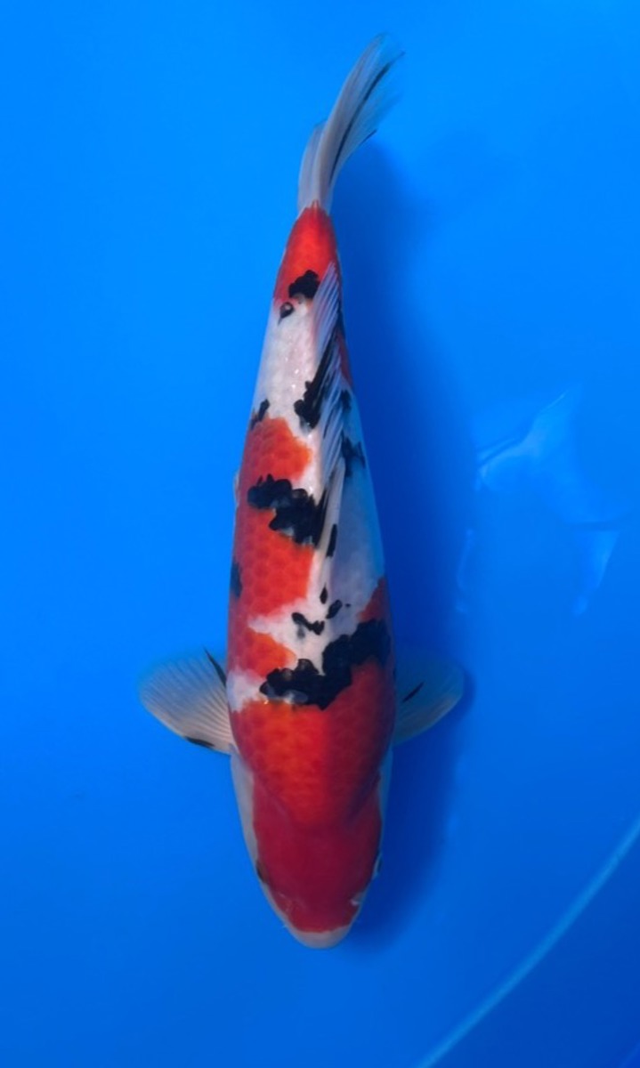 Koi picture