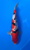 Koi