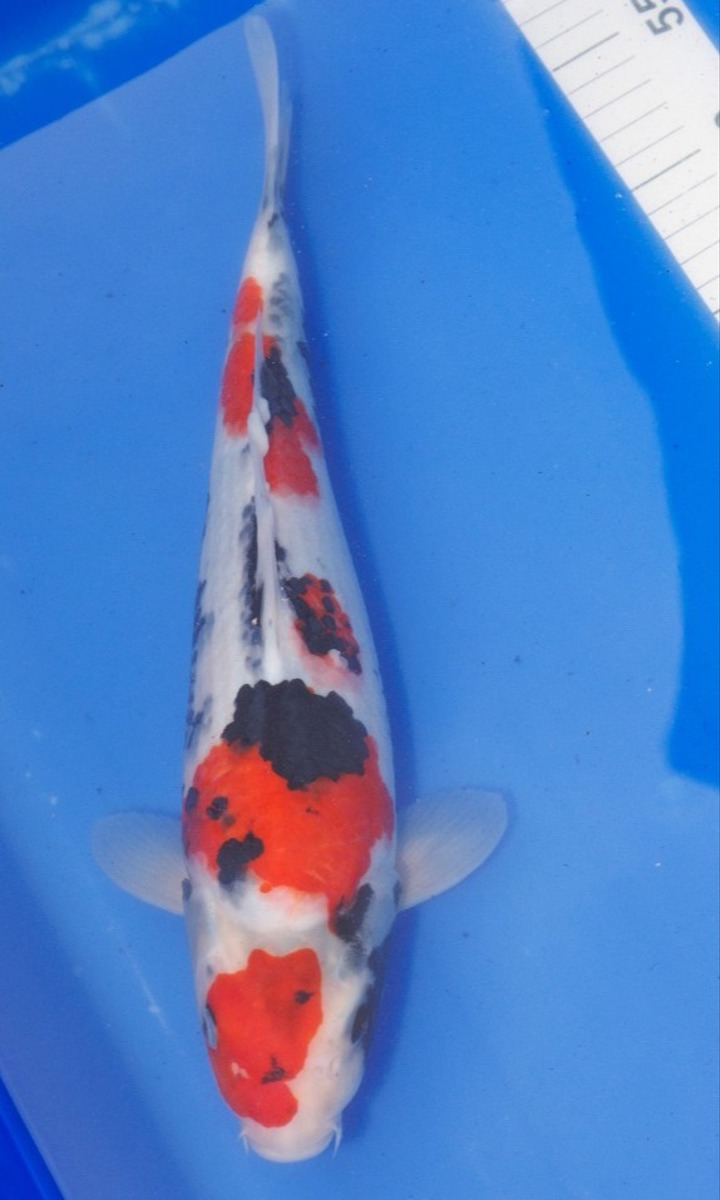 Koi picture