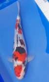 Koi