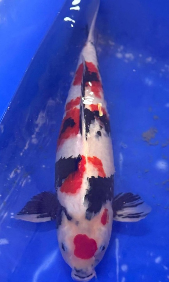 Koi picture