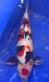 Koi