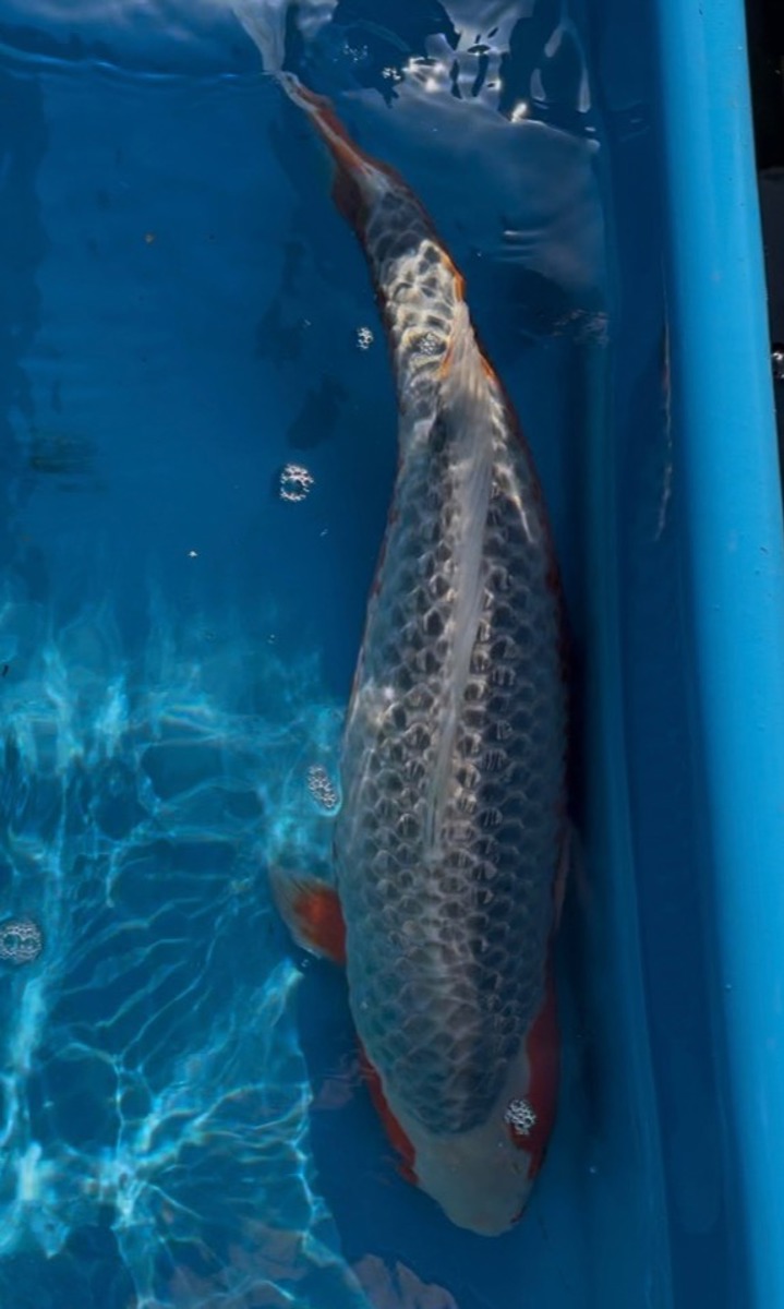 Koi picture