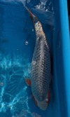 Koi