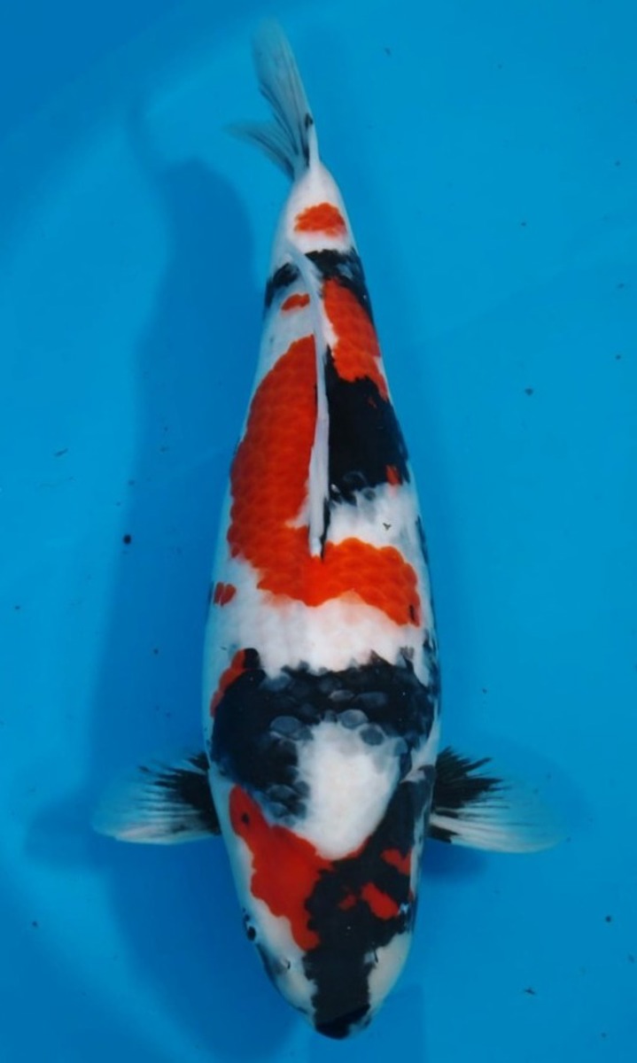 Koi picture