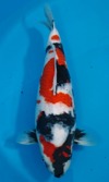 Koi