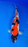 Koi
