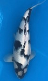 Koi