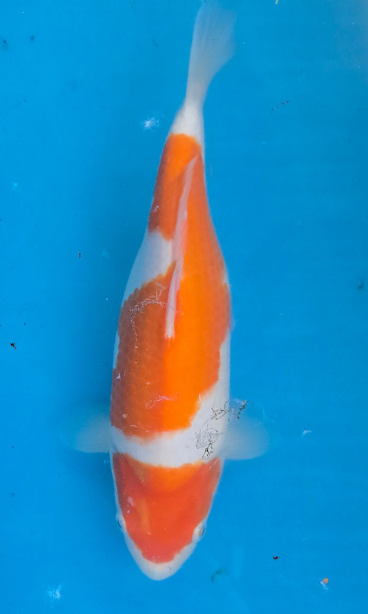 Koi picture