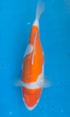 Koi