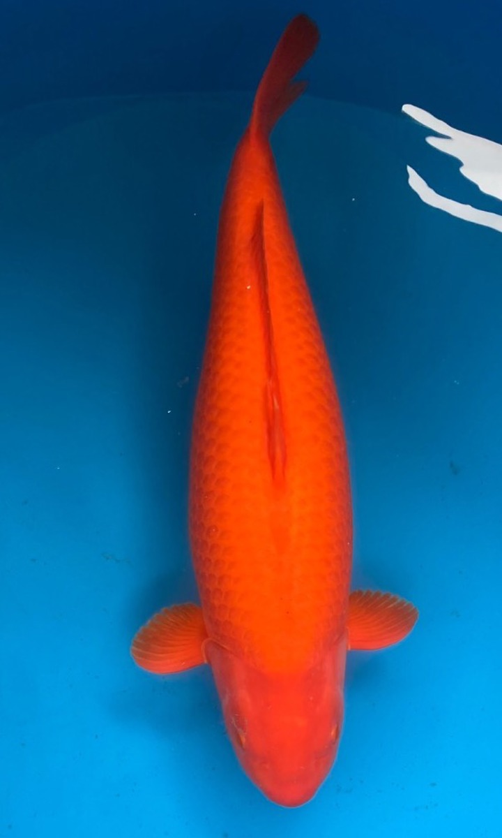 Koi picture