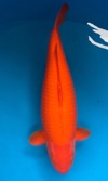 Koi