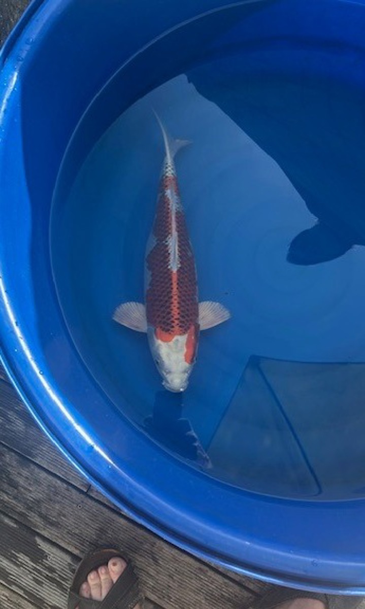 Koi picture