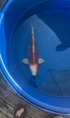 Koi