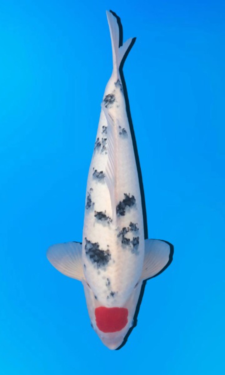 Koi picture