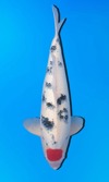 Koi