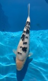 Koi
