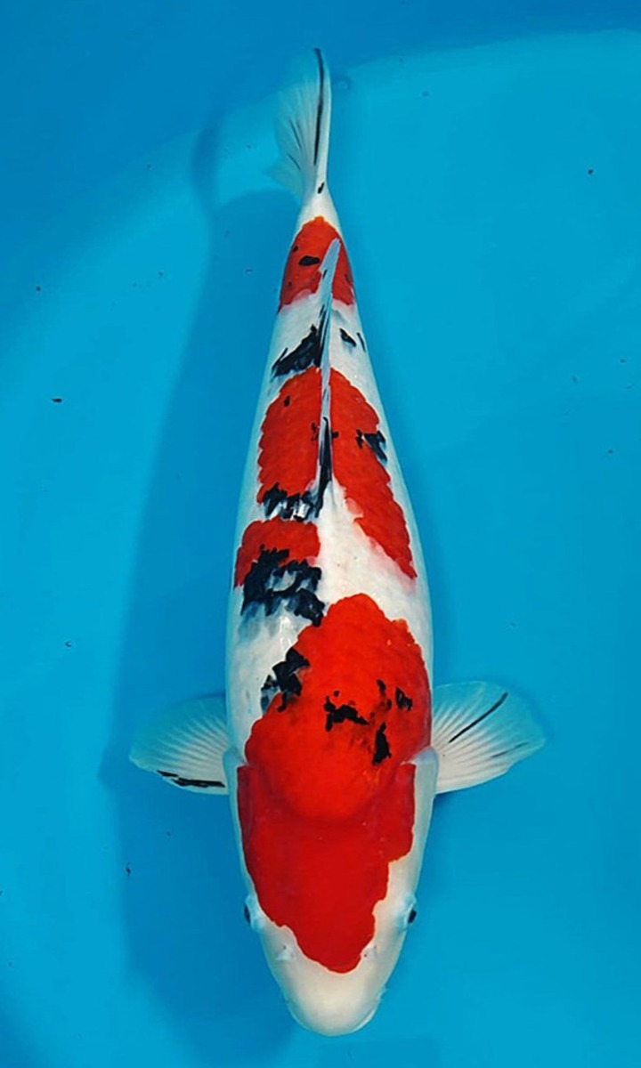 Koi picture