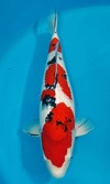 Koi