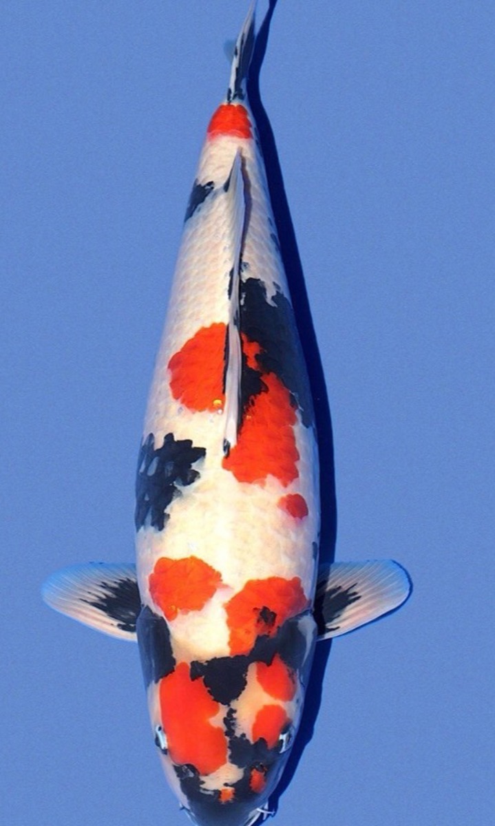Koi picture