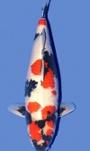 Koi