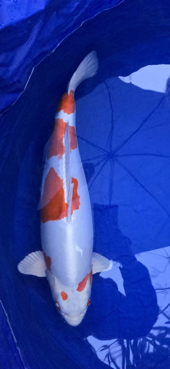 Koi picture