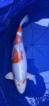 Koi